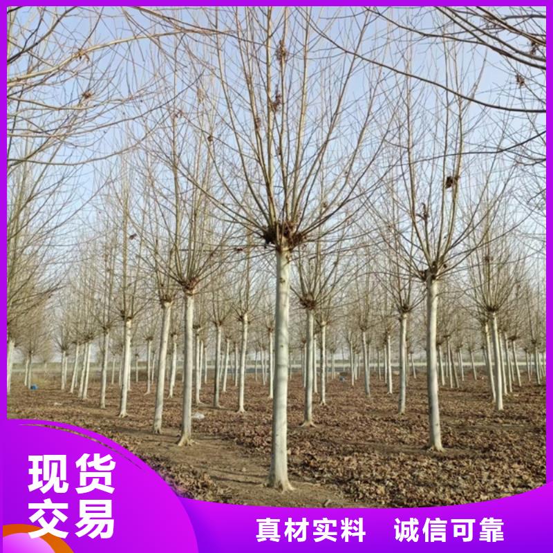 法桐国槐现货供应