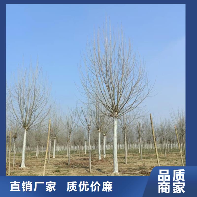 法桐秋紫白蜡大厂生产品质