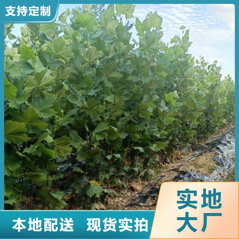 法桐 黄金槐市场报价