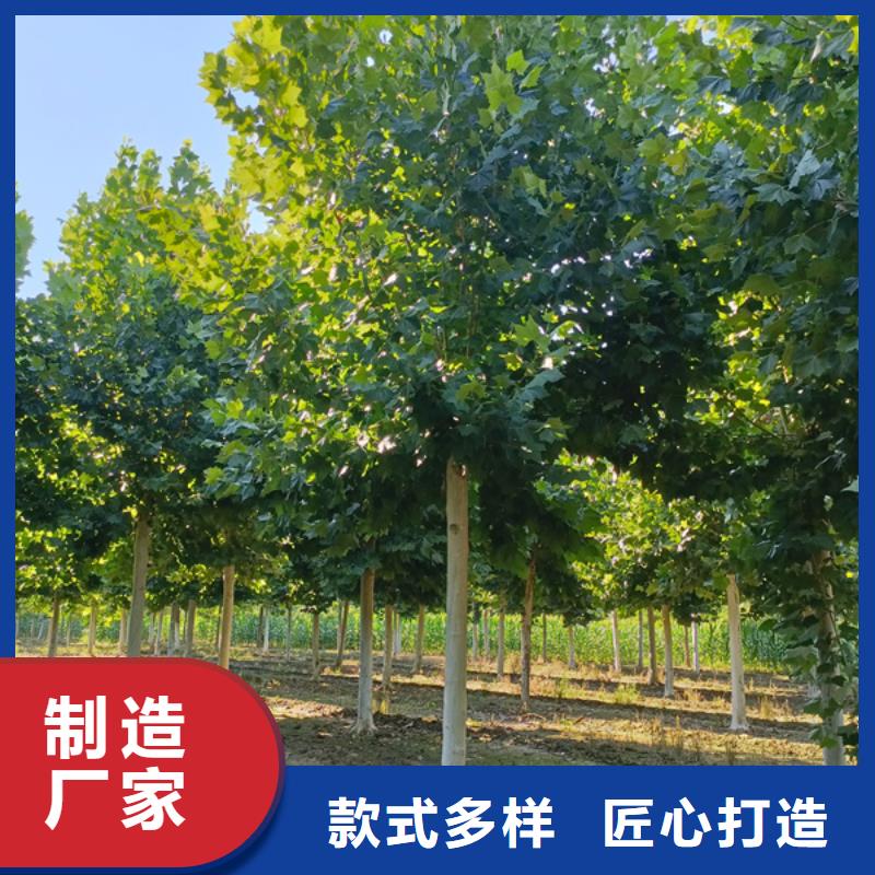 法桐北京栾用好材做好产品
