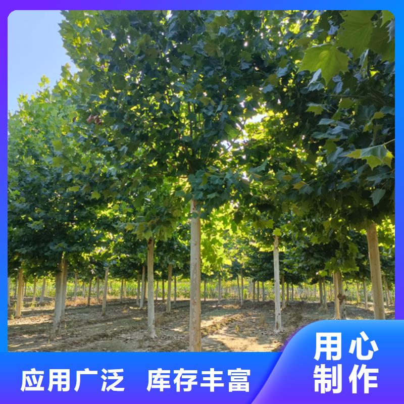 法桐_黄金槐发货迅速