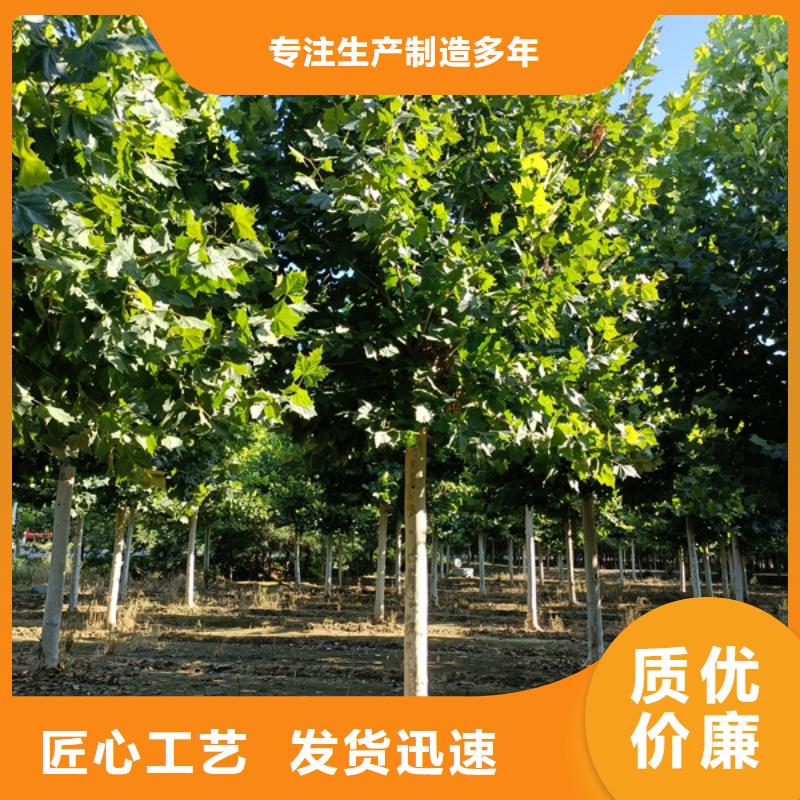 法桐-五角枫满足客户需求