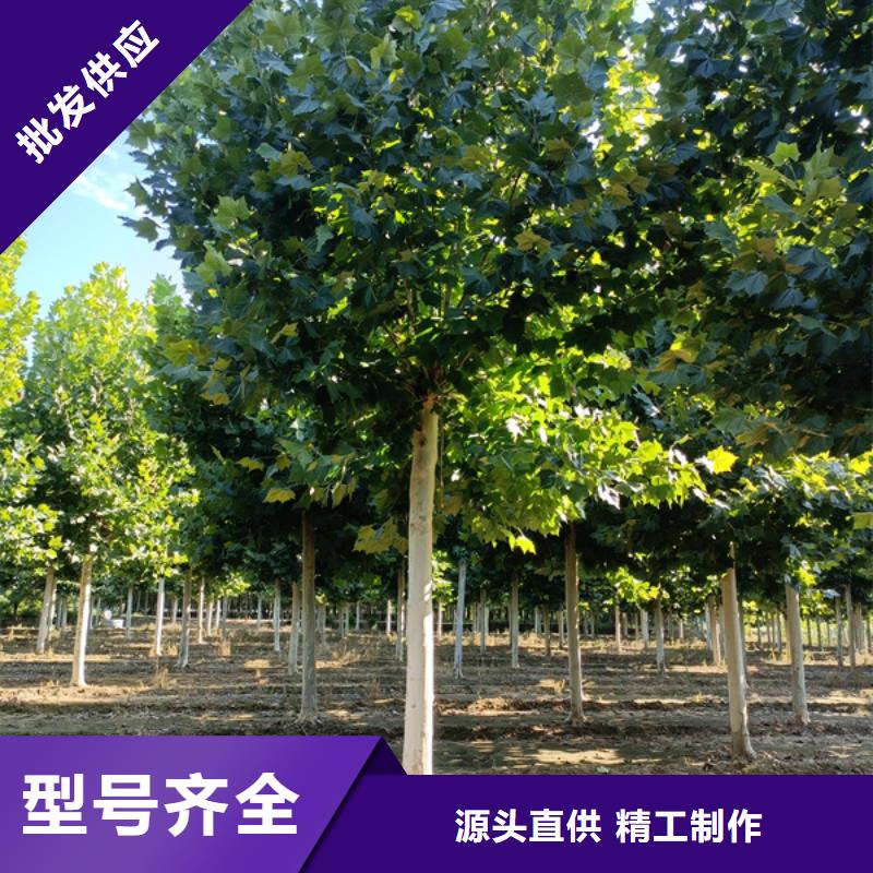 法桐西府海棠专业生产设备