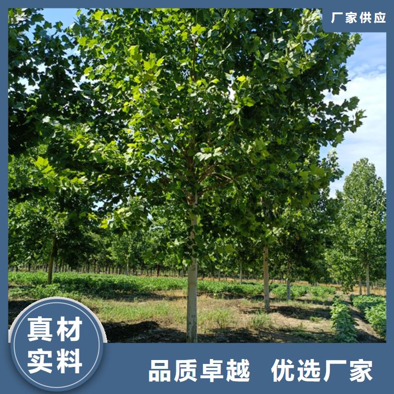  法桐来图定制量大从优