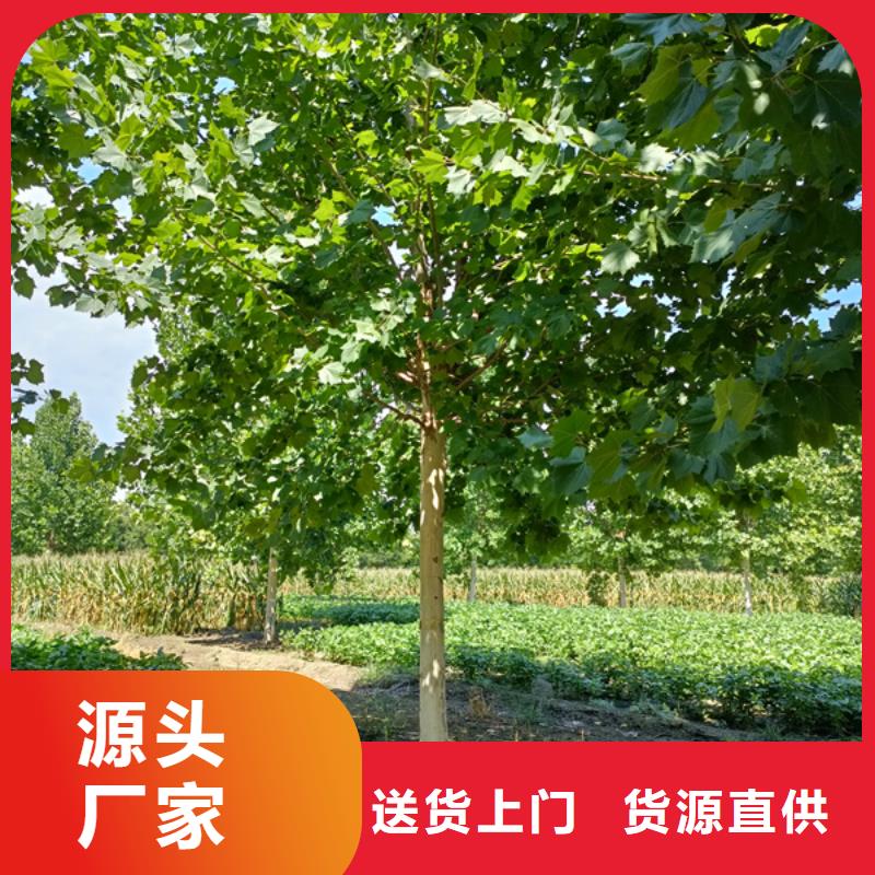 法桐垂丝海棠好产品不怕比