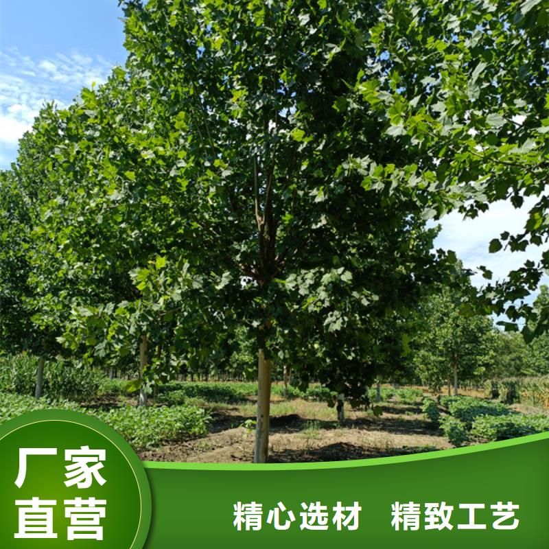 国槐-视频-国槐|绵阳市|涪城|梓潼|广元|眉山|雅安|成都|遂宁|德阳