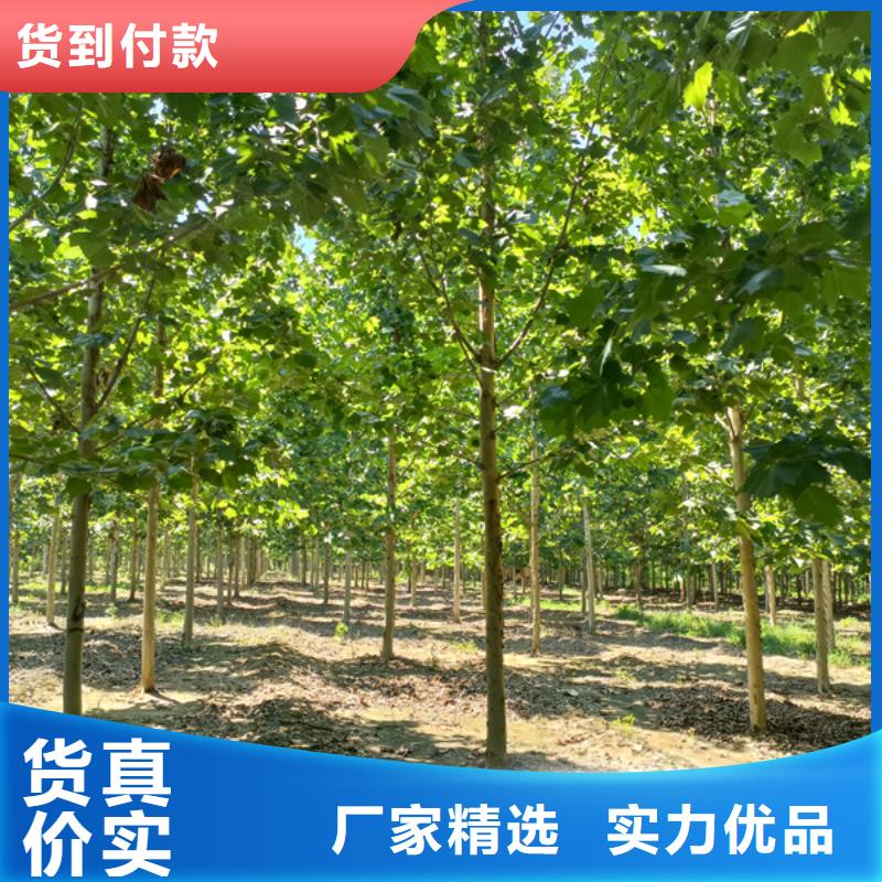  法桐真诚合作