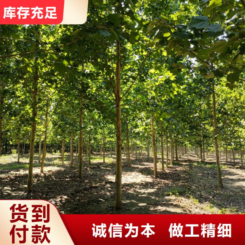 法桐白蜡符合标准