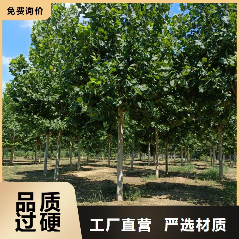 法桐原生冠法桐现货满足大量采购