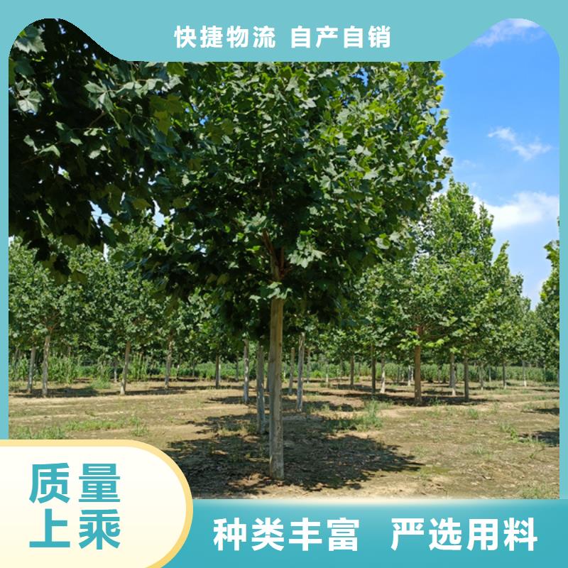 法桐,金叶槐精选优质材料