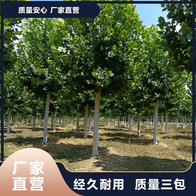 法桐金叶槐质量安心