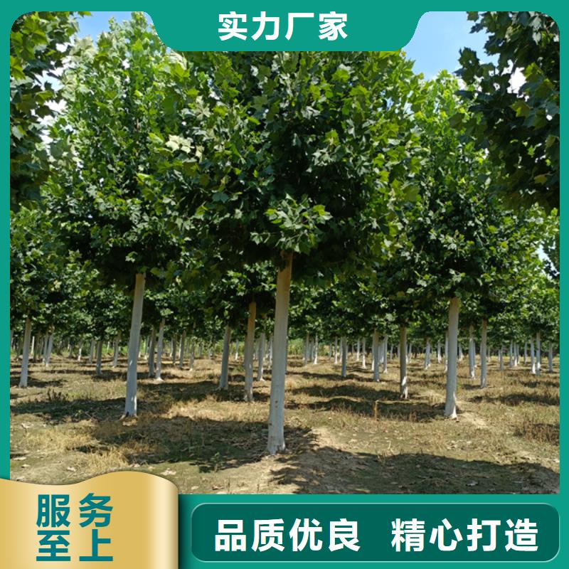 法桐-黄金槐真材实料诚信经营
