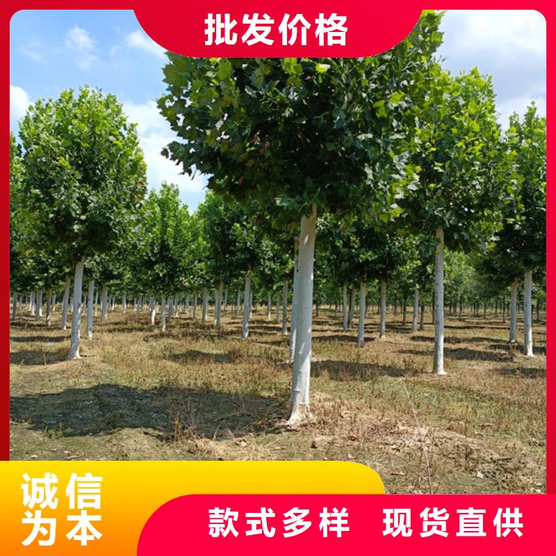 国槐-视频-四川省绵阳市|梓潼|游仙|广元|内江|阿坝|乐山|资阳|成都|德阳国槐-翌昊