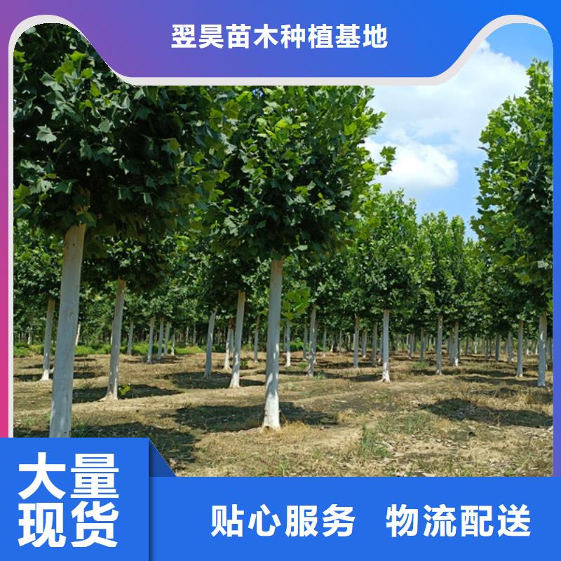  法桐来图定制量大从优