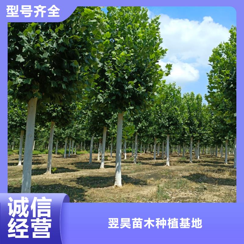 法桐炫丽海棠源头厂家供应