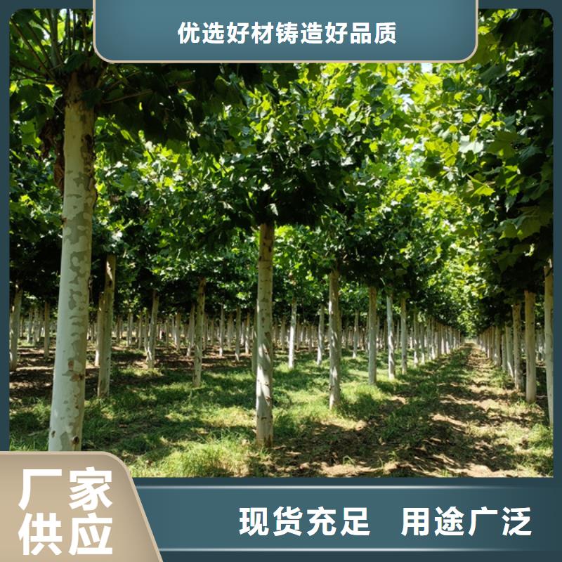 法桐 黄金槐现货直供