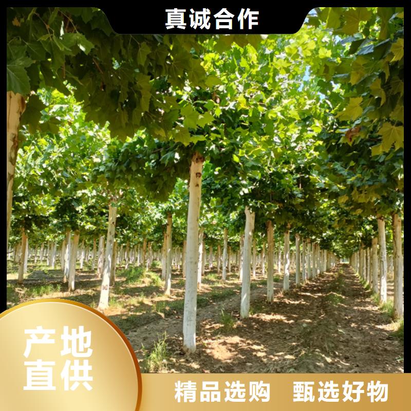 法桐原生冠法桐实体厂家