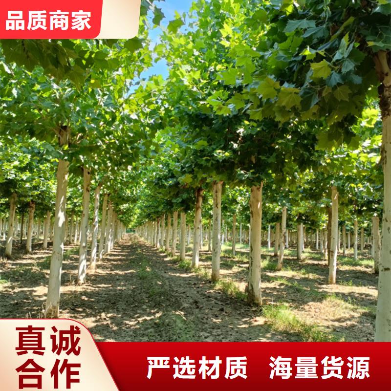 法桐北京栾当地厂家值得信赖