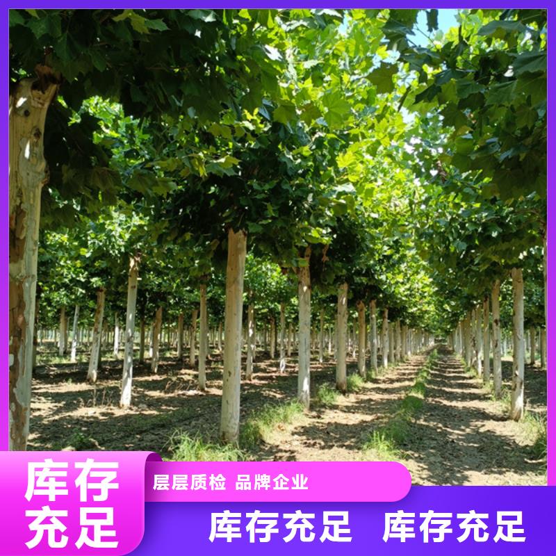 法桐国槐现货供应