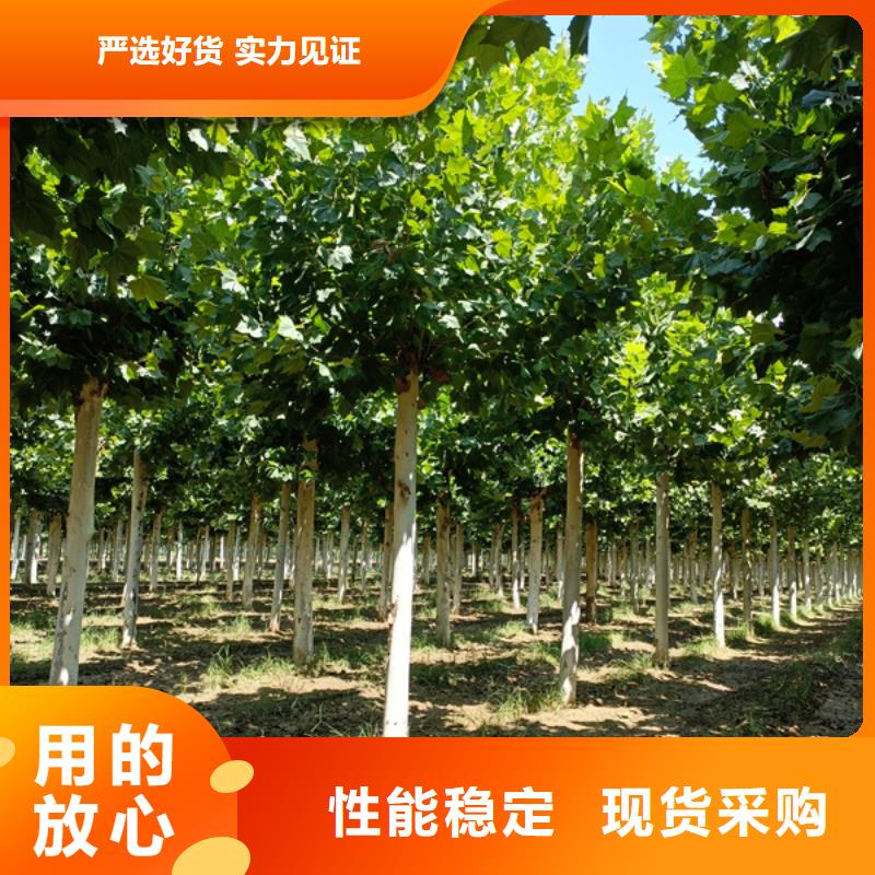 法桐,原生冠法桐定制速度快工期短