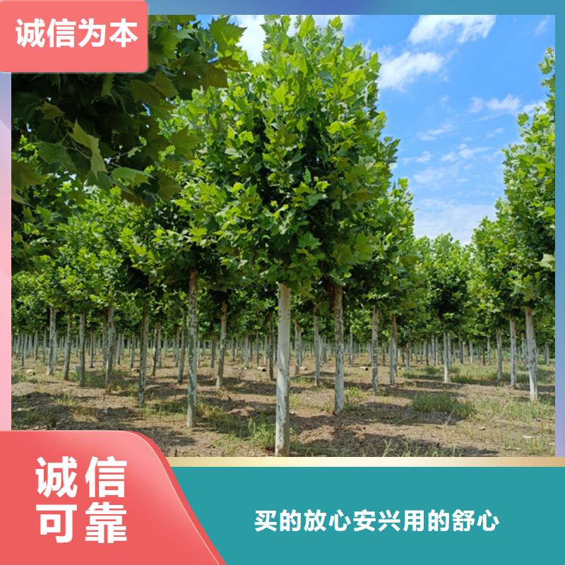 法桐,国槐交货准时
