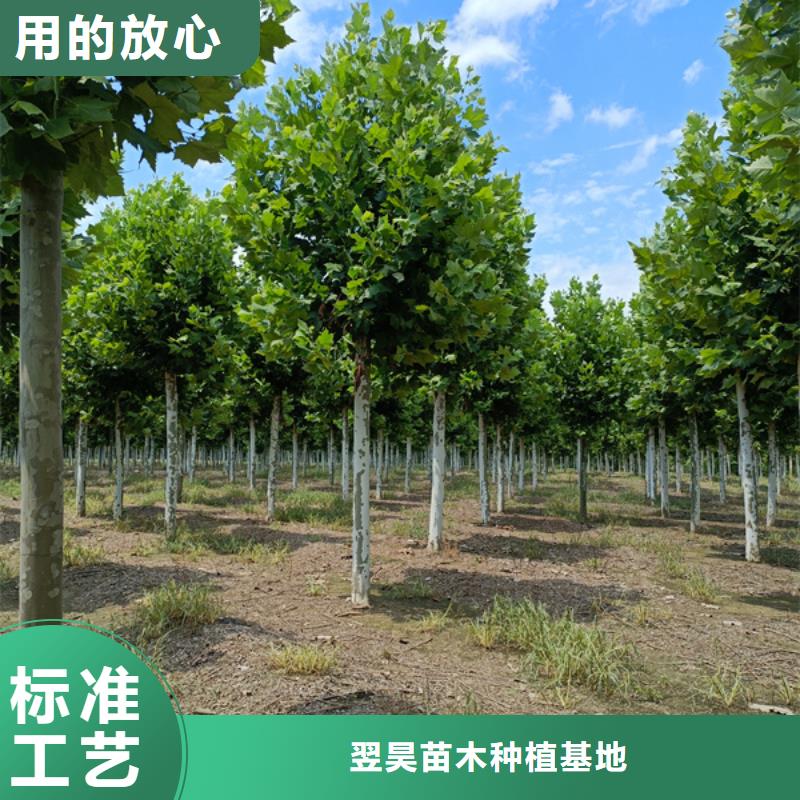 法桐,金叶白蜡精工打造