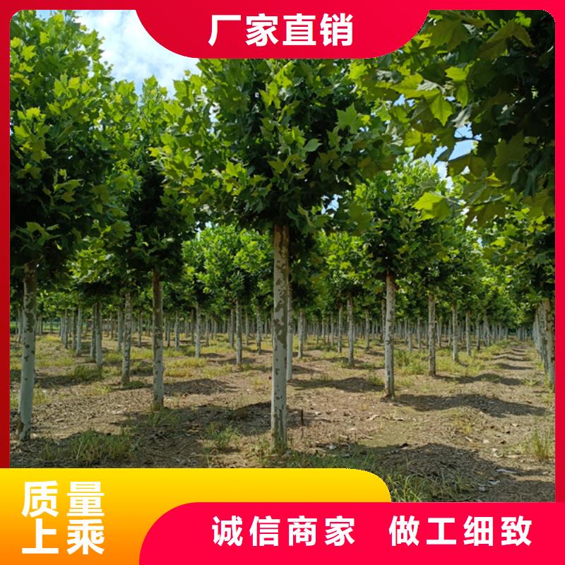 法桐_国槐好品质选我们