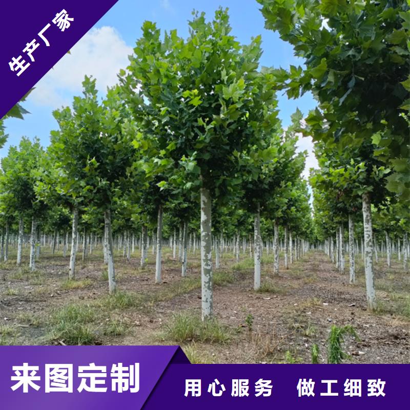 法桐,五角枫欢迎来厂考察