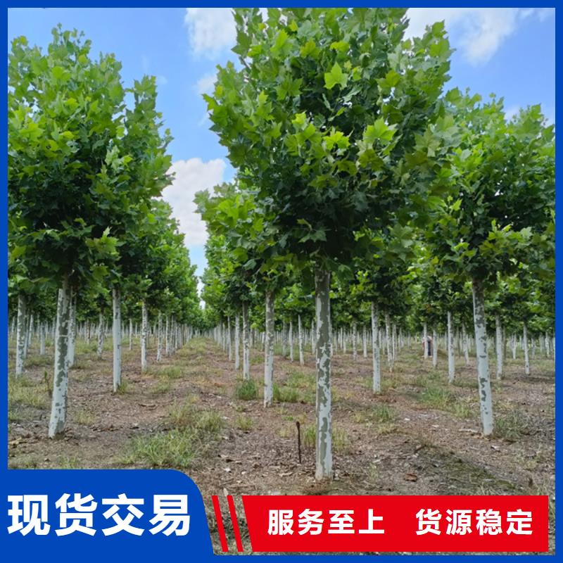 法桐,金叶槐精选优质材料