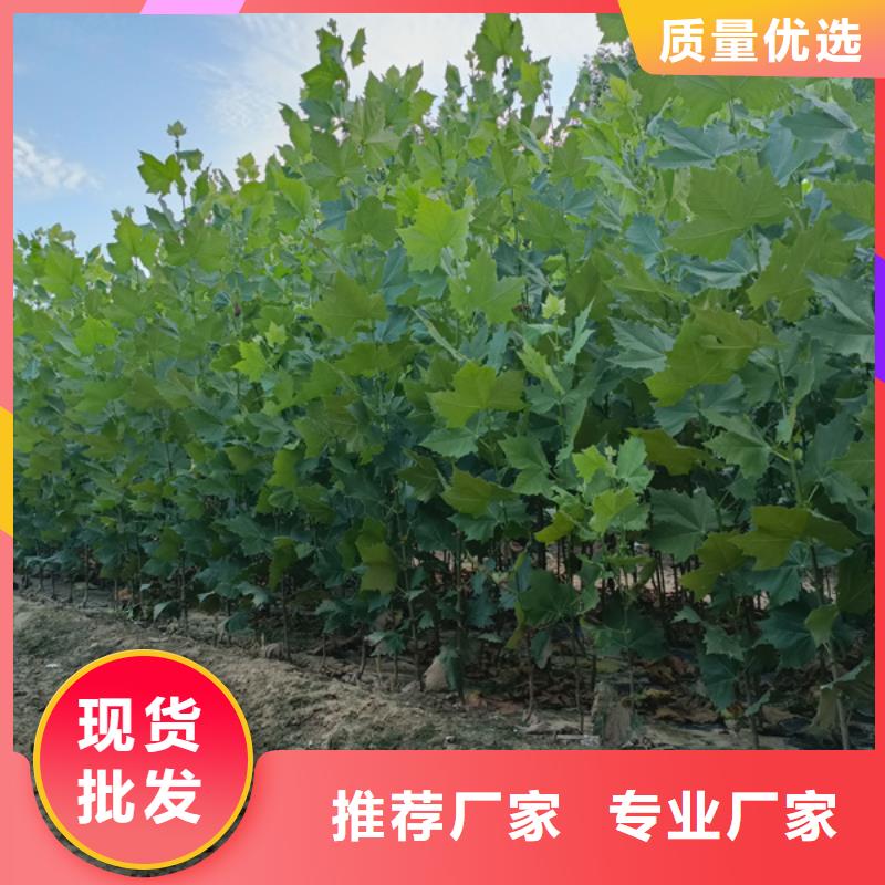 法桐原生冠法桐源厂直销
