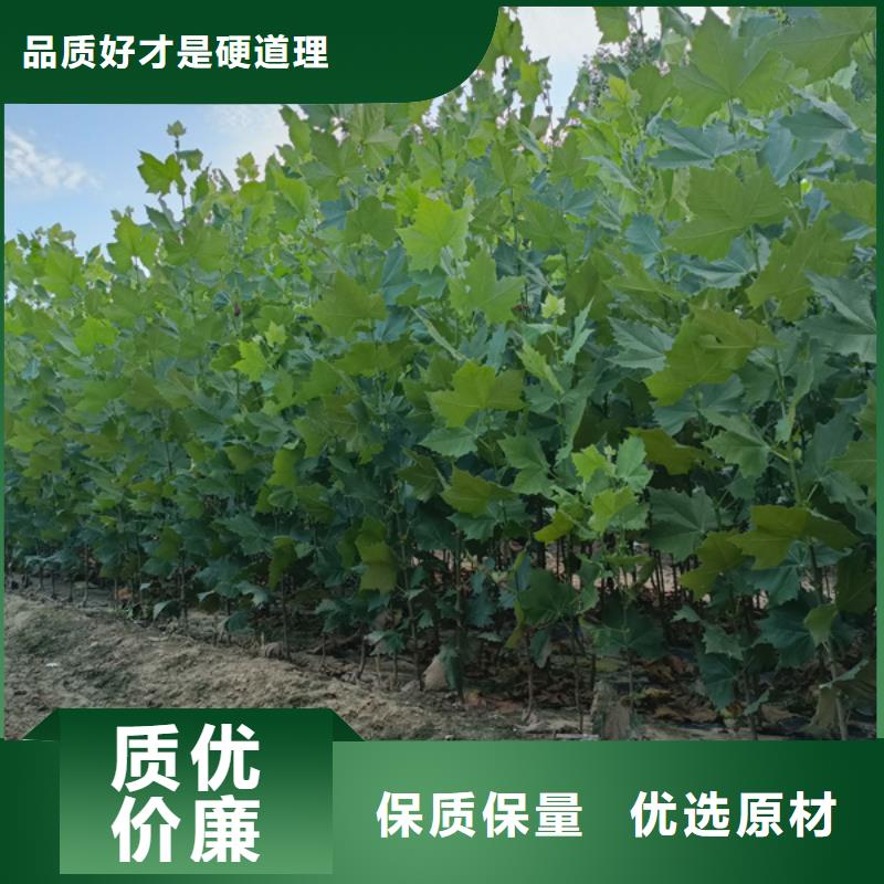 法桐,黄金槐同行低价