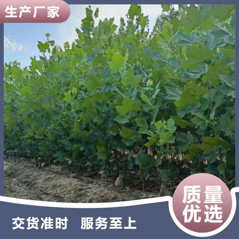 法桐国槐实力大厂家