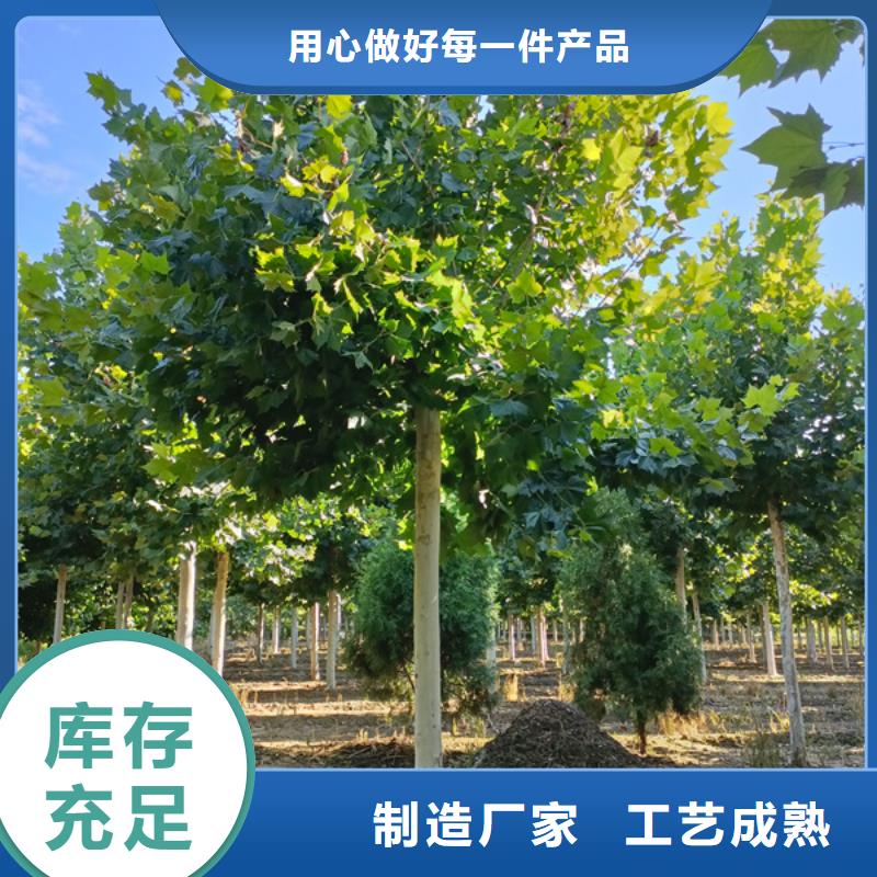 法桐,西府海棠质量无忧