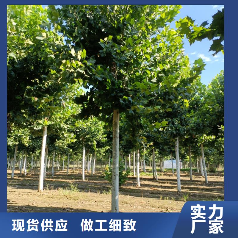 法桐,金叶白蜡精工打造