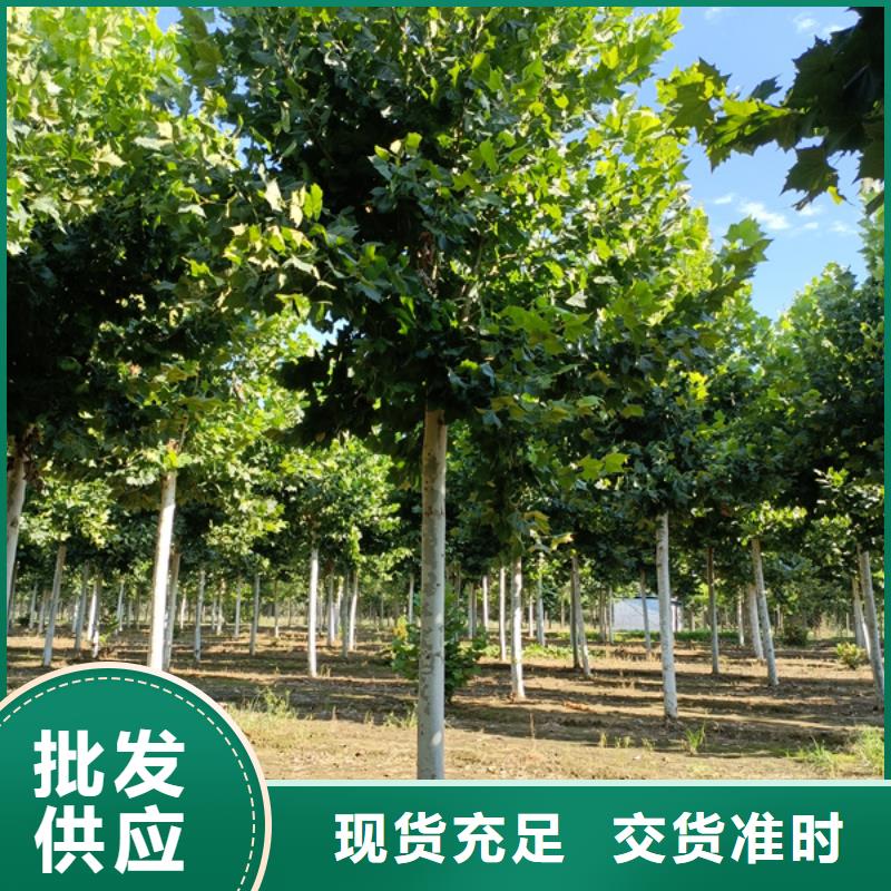 法桐,垂丝海棠精选厂家好货