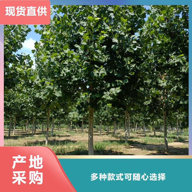 法桐-炫丽海棠多年实力厂家