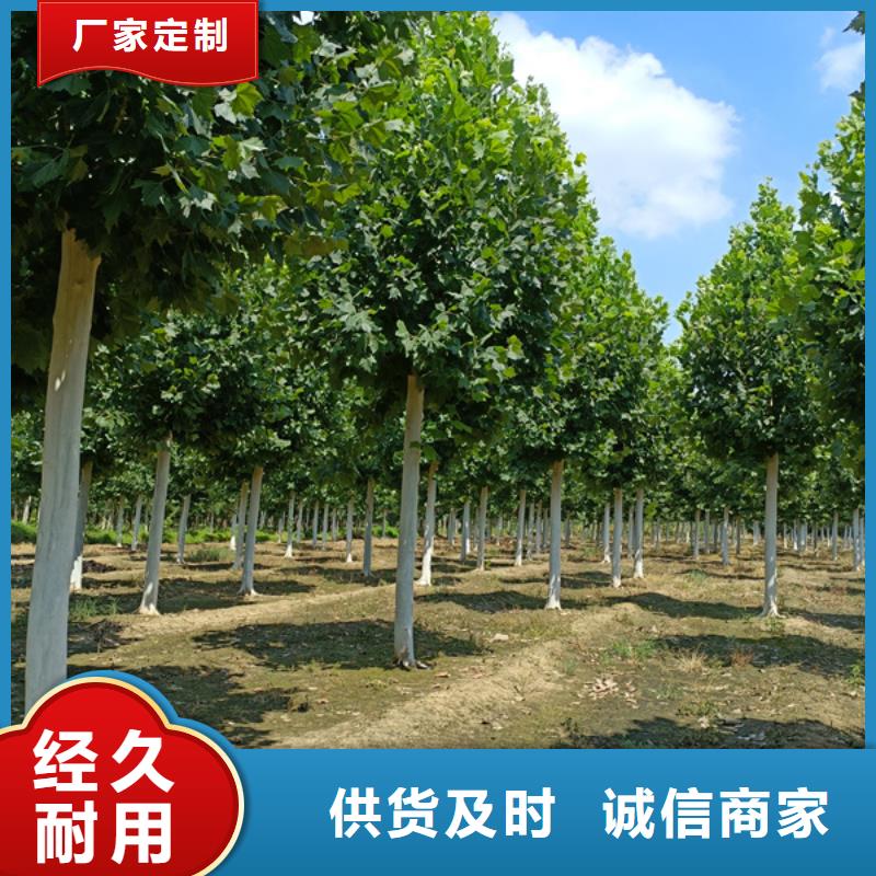 法桐樱花优选厂家