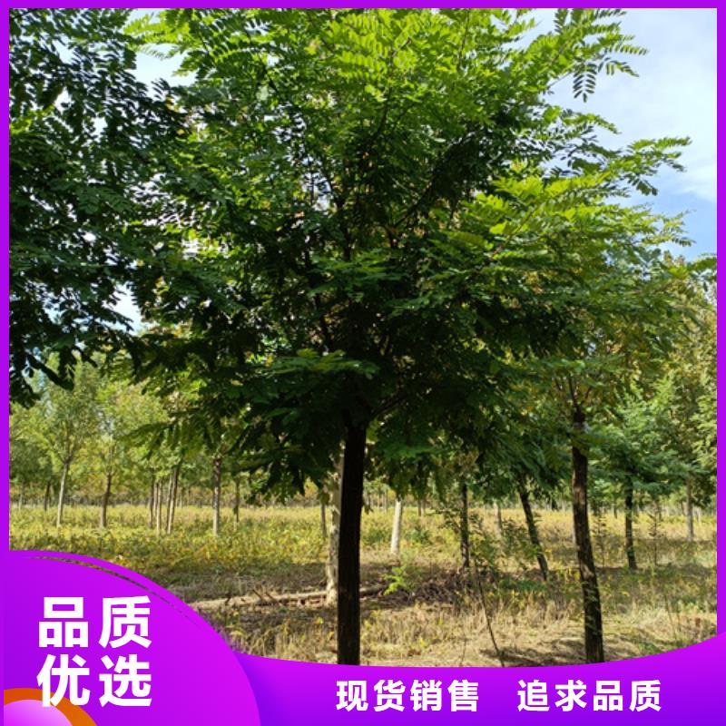 法桐,美国红枫优质原料