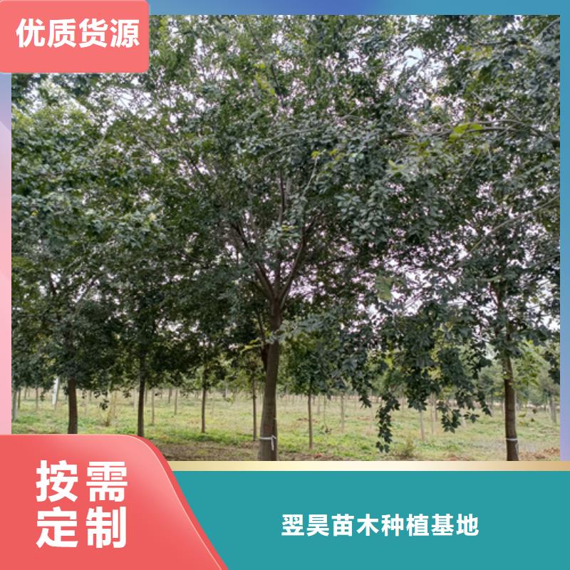 法桐,美国红枫优质原料