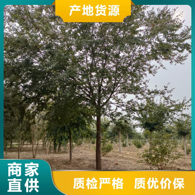 法桐北京栾专注细节使用放心