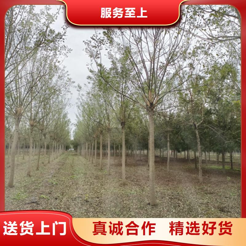 法桐白蜡省心又省钱