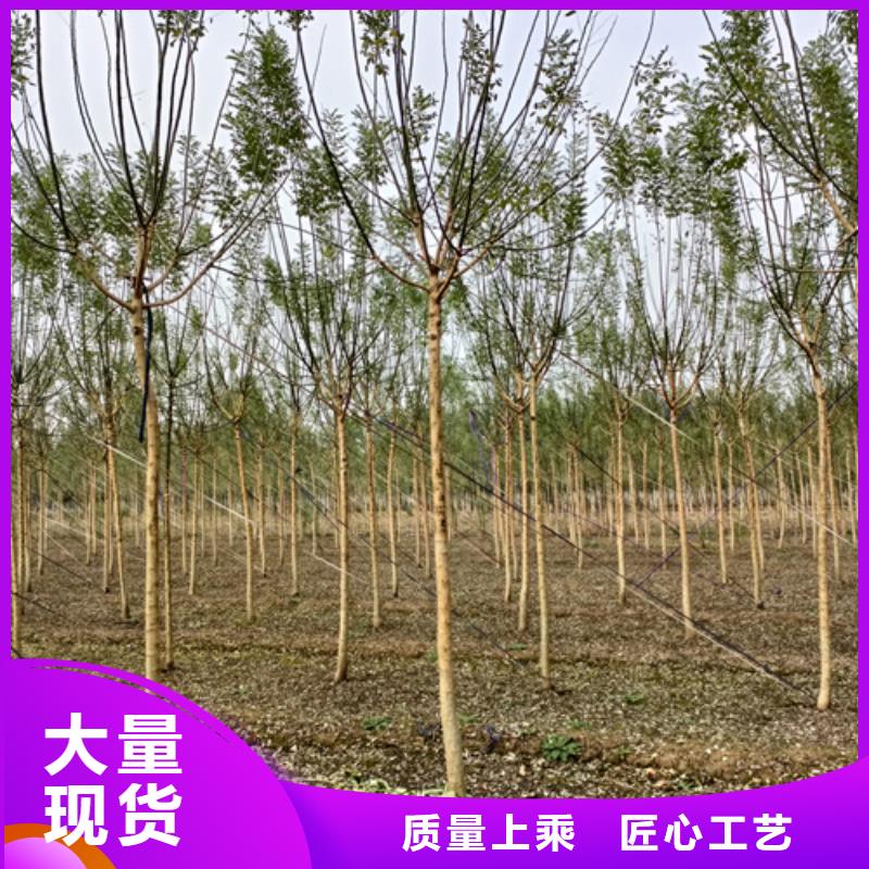 法桐_美国红枫质检严格放心品质