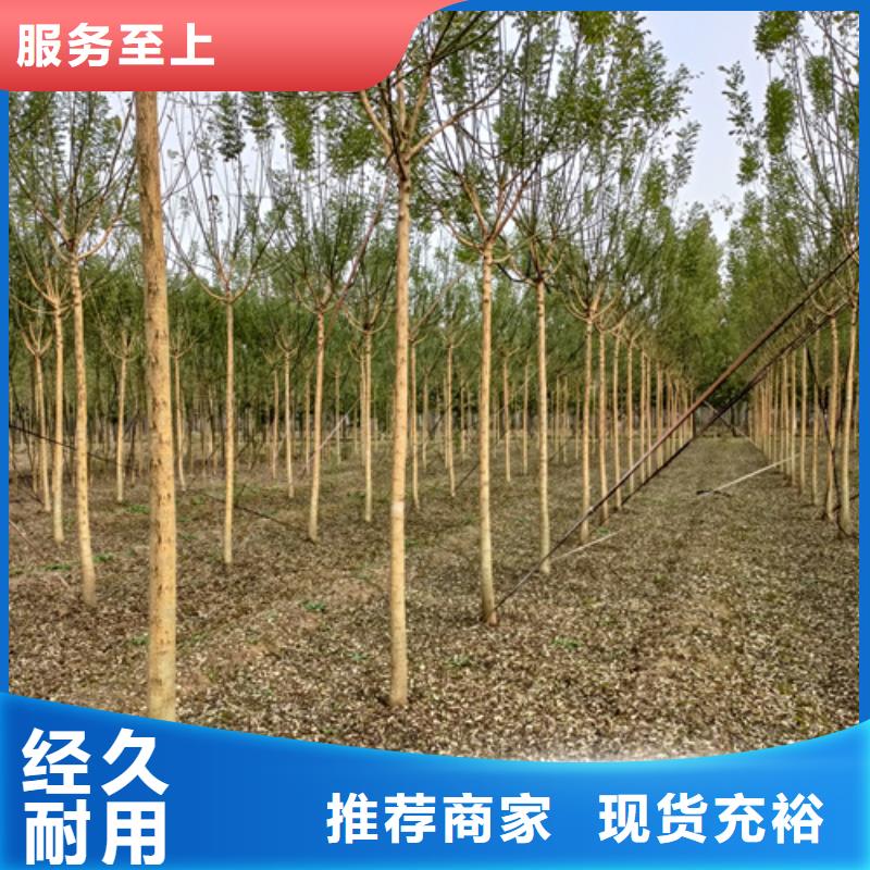 法桐白蜡省心又省钱