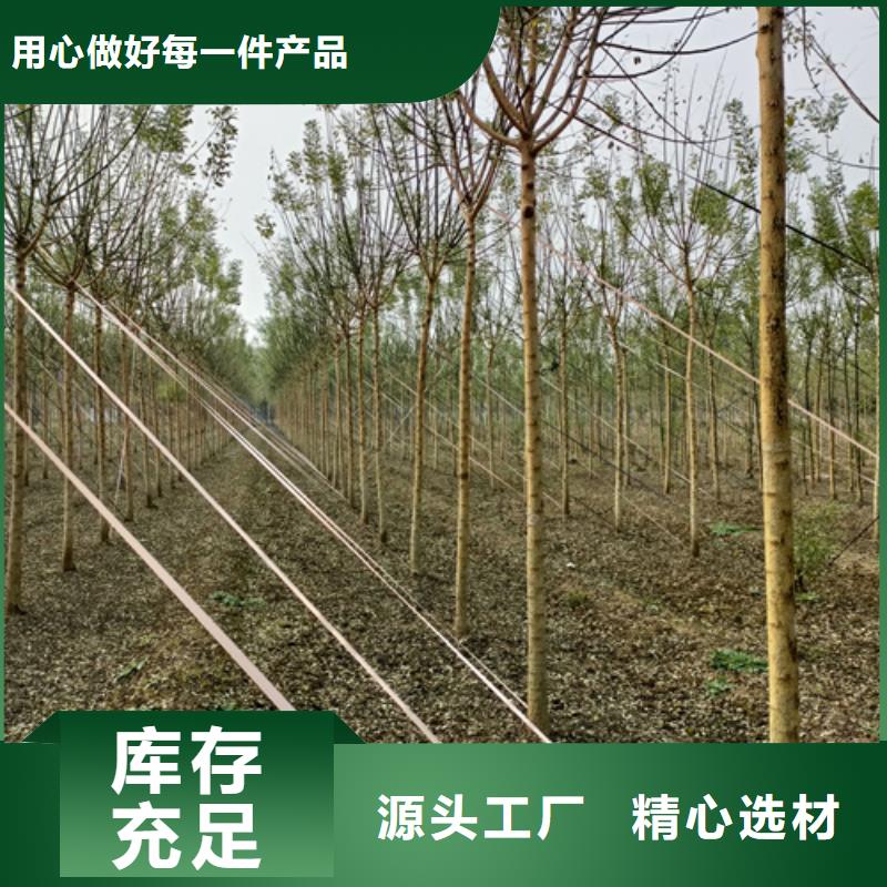 法桐_美国红枫质检严格放心品质