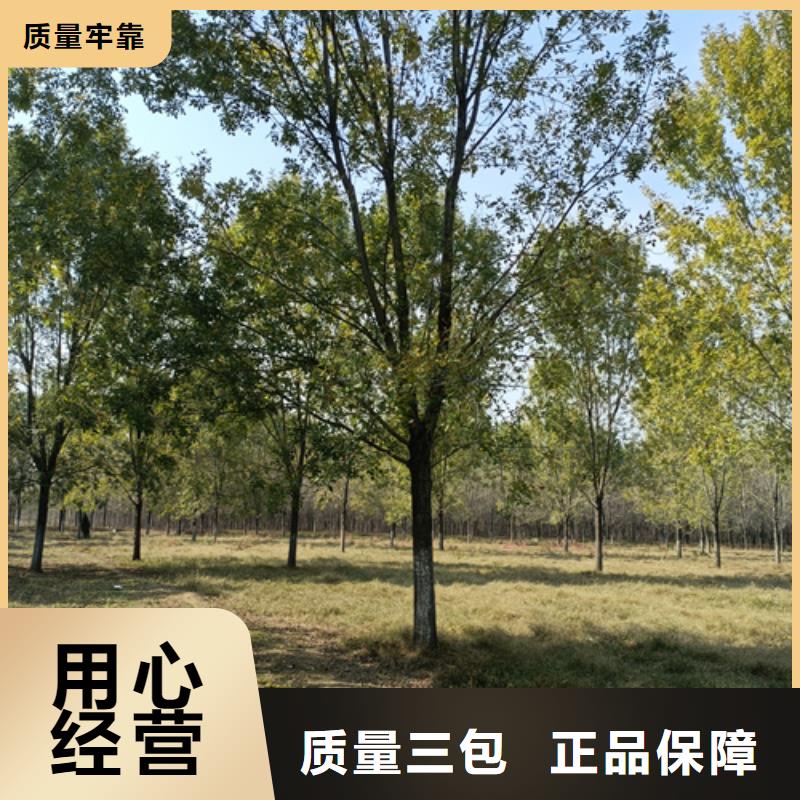 法桐北京栾专注细节使用放心
