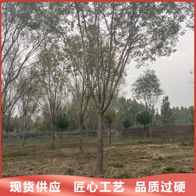 国槐-视频-国槐_四川省雅安市市场覆盖石棉|雨城|资阳|成都|巴中|广元|德阳等