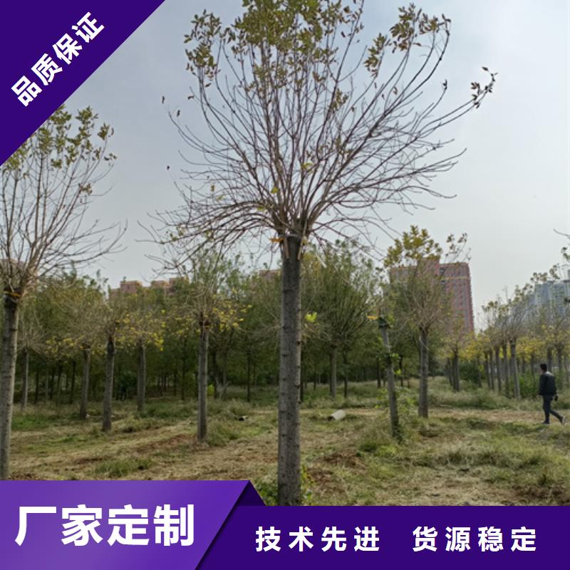法桐黄金槐厂家采购