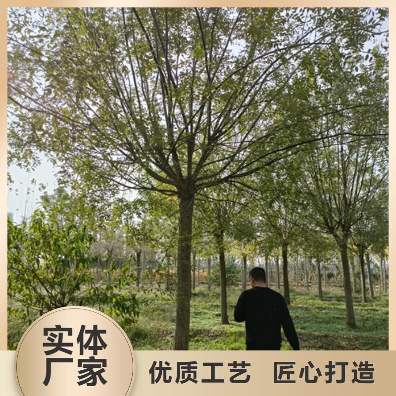 法桐_西府海棠优选好材铸造好品质