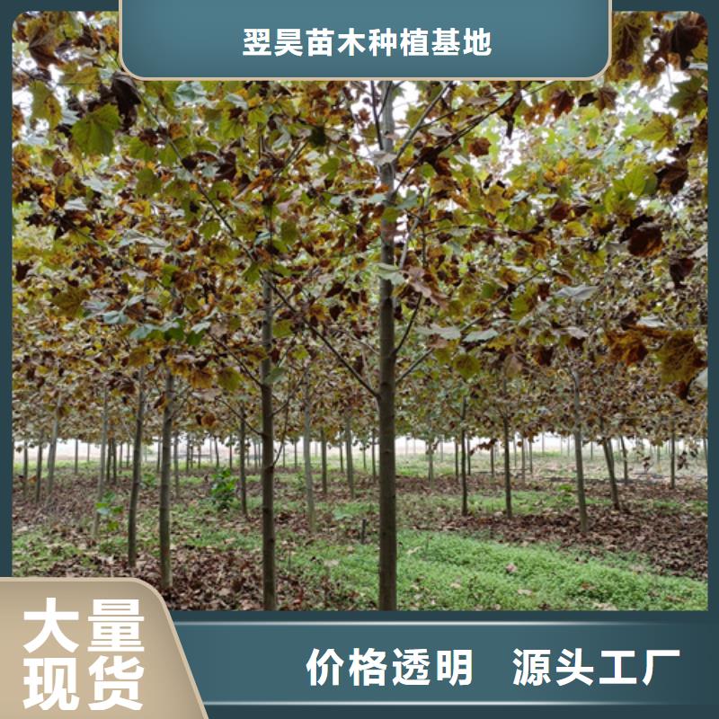 法桐白蜡省心又省钱