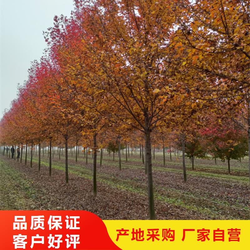国槐-视频-国槐_四川省雅安市市场覆盖石棉|雨城|资阳|成都|巴中|广元|德阳等